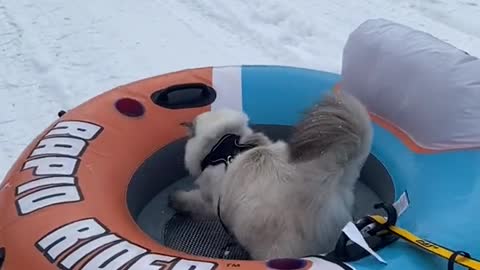 Snowkitty