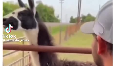 Goat Funny video