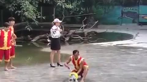 Alligator almost eats man