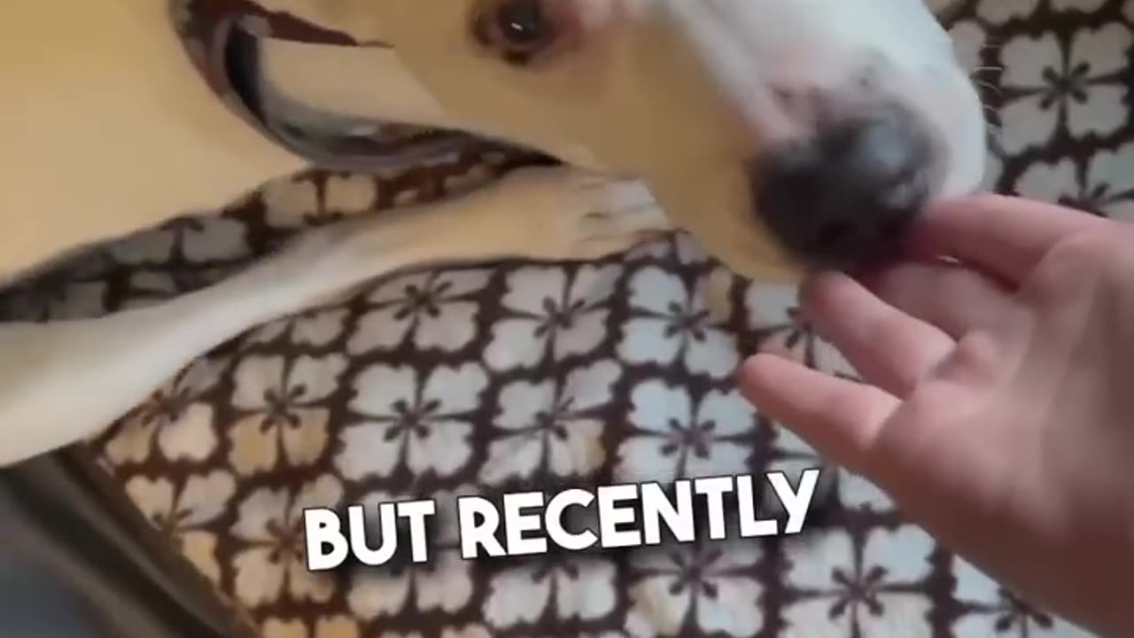 Blind and deaf dog reunites with her owner