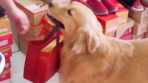 Helpful dog