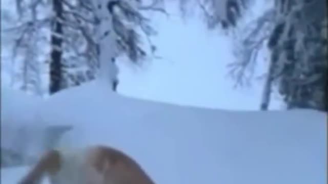 Sooo sweet,cute and lovely dog with snow