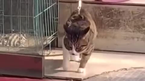 Dog is working video