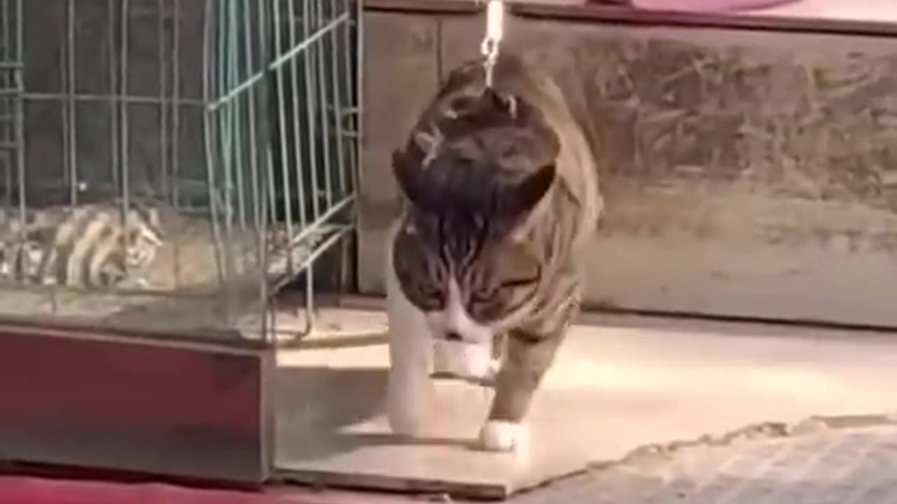 Dog is working video