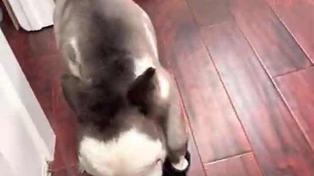 Person catches mini pony in the pantry trying to get into the wine...