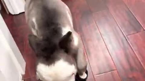 Person catches mini pony in the pantry trying to get into the wine...