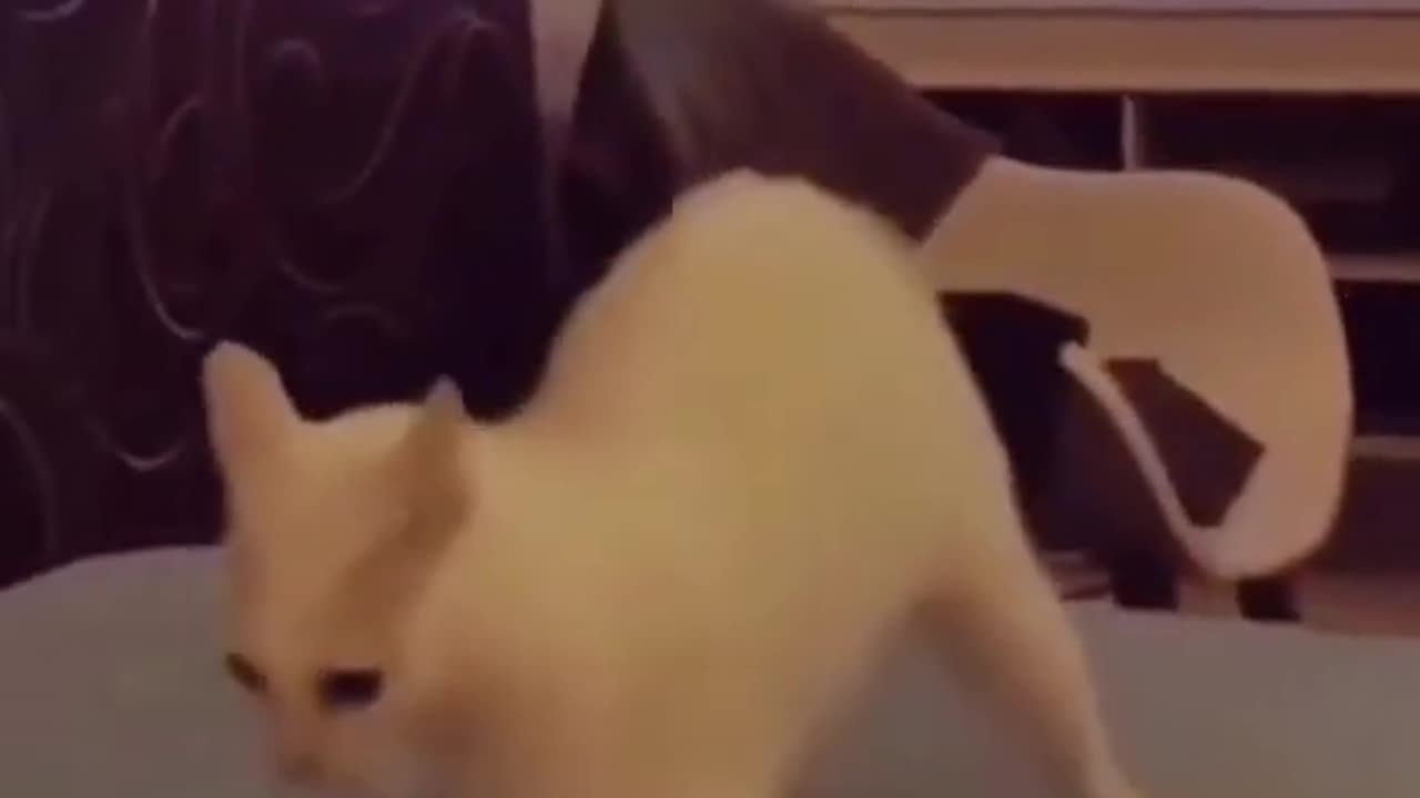 Viral Cat Videos Mix #05 🐈😻