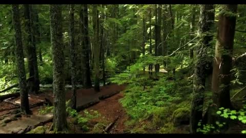 Relaxing Music | Sleeping, Meditation, Stress Relief | [896] ⭐️