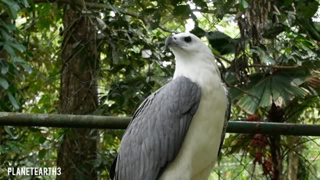 Beautiful Birds of our planet by planetearth3