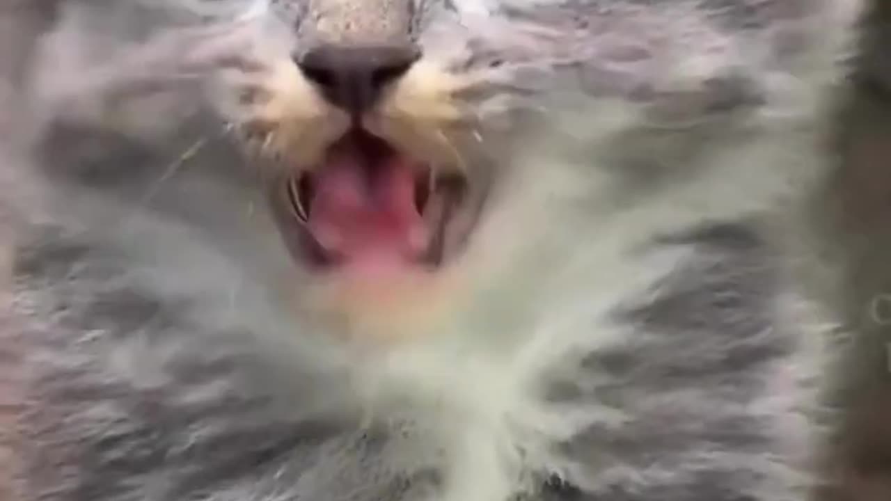 Funny Animal plz Watch and enjoy