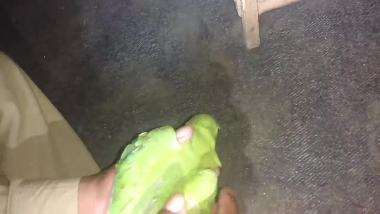 How To Trim Ring Neck Parrot chicks wings some easy tips in Urdu Hindi_p5