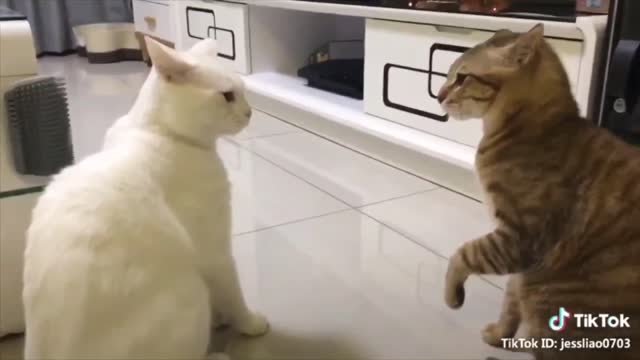 Cats funny compilation | Cat bath funny compilation