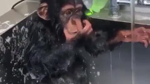 chimpanzee