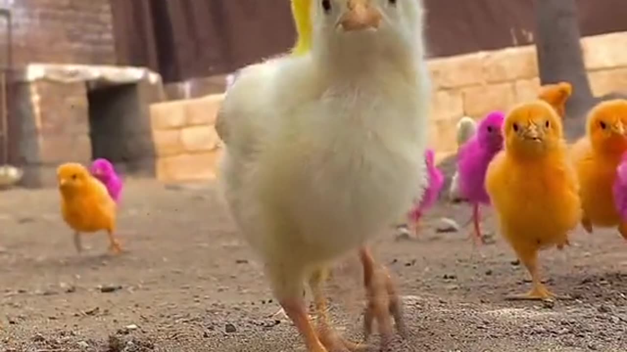 Beautiful chicken baby