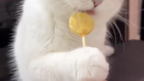 Cute baby cat eating lalipop😍😘😘#cat#animals