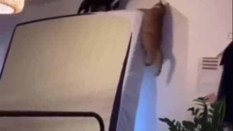 Reversed mufasa and scar