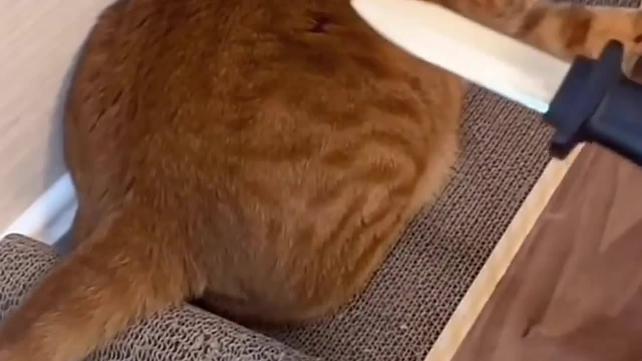 Indian Cat?