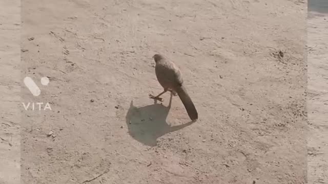 Bird eat the food in Morning capture on camera