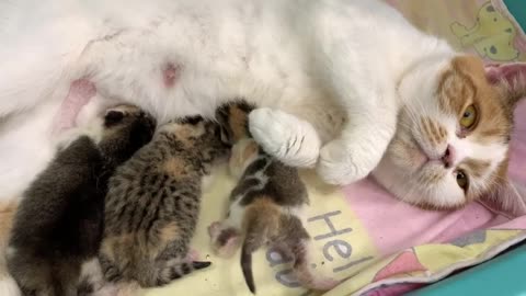 A man picks up a newborn kitten for the first time and he began to meow loudly