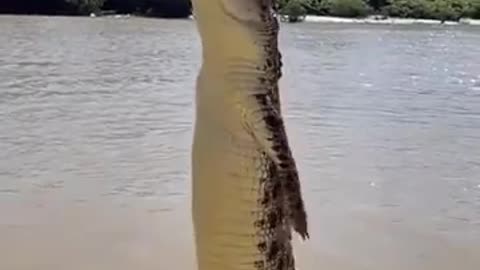 Crocodiles have extremely powerful tails