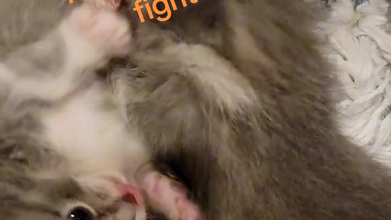 Wednesday & Pugsley's First fight