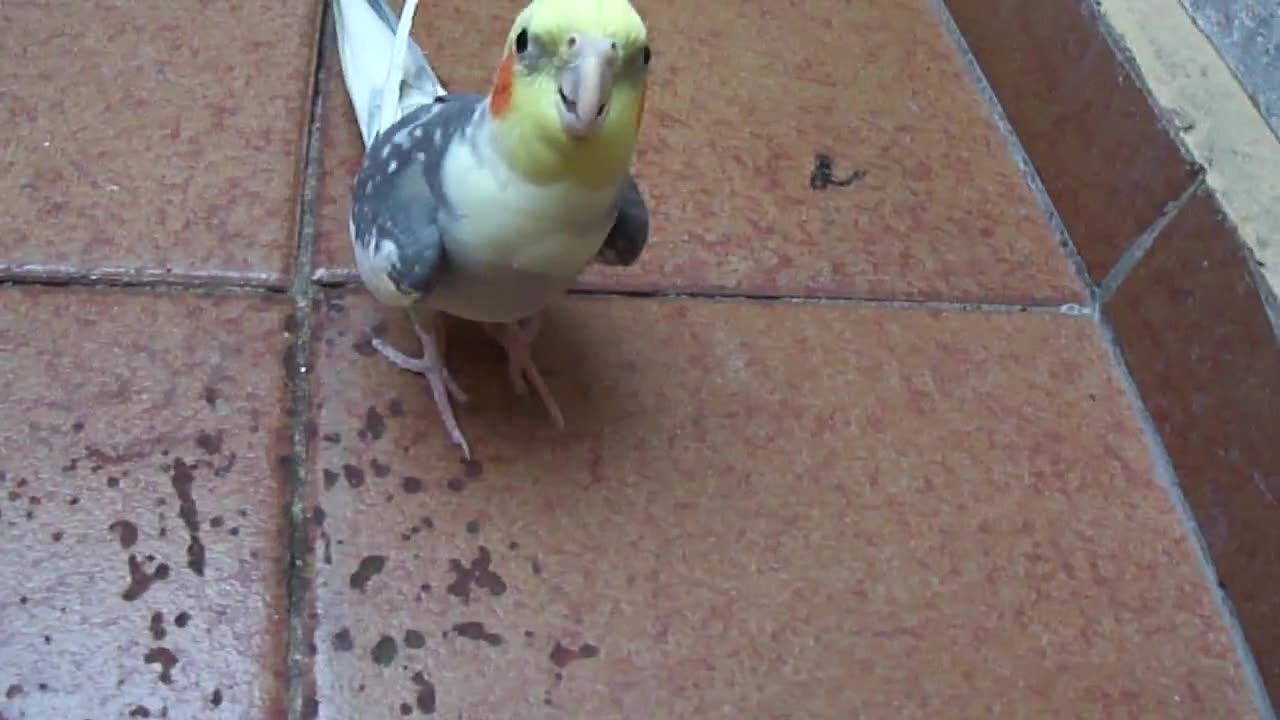 KAKATUA