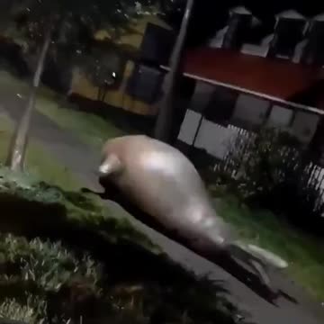 Walrus On The Street Somewhere in Florida