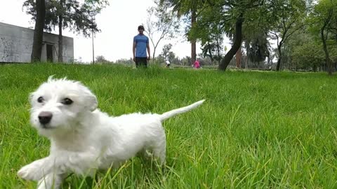 Relaxing Puppies