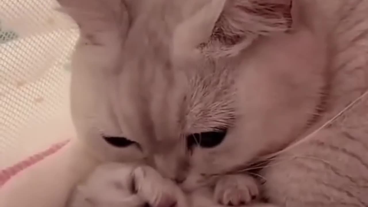 Hey one in a million love cat 🐈 cute 🥰🥰 kitten hugs puppy 😻