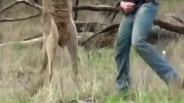 kangaru Danger