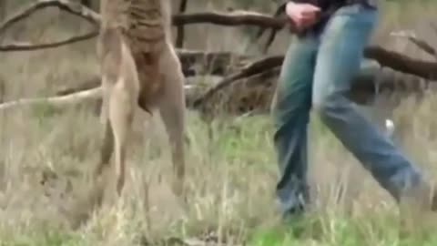 kangaru Danger