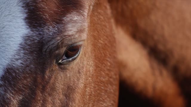 A purebred Arabian horse