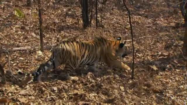 Tiger Cubs' Last Moments as a Family | David Attenborough | Tiger | Spy in the Jungle