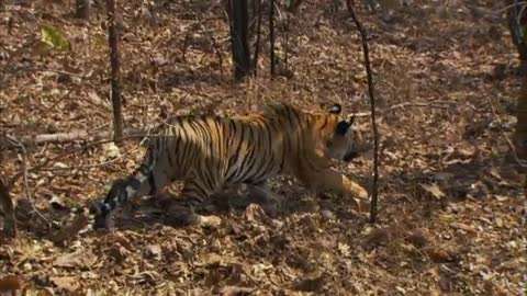 Tiger Cubs' Last Moments as a Family | David Attenborough | Tiger | Spy in the Jungle