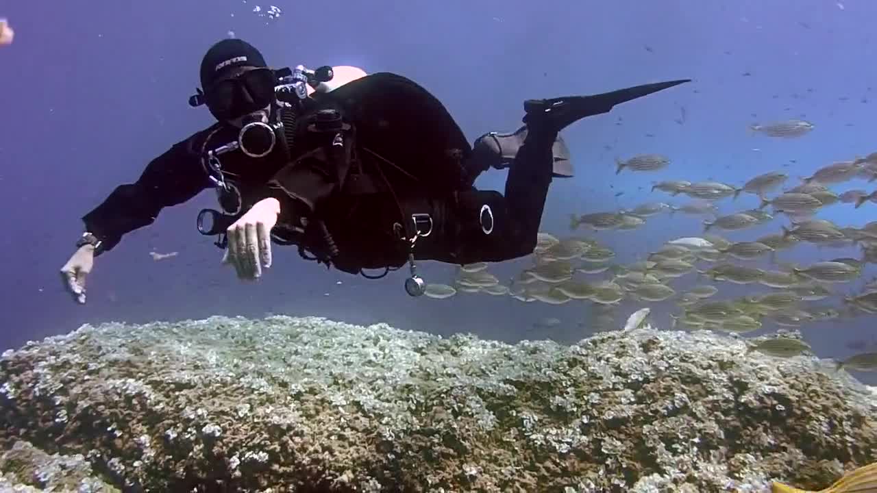 Watch marine fish and divers together on the sea floor