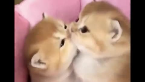 Cute animals funny video in which you cannot stop 😂😂😂