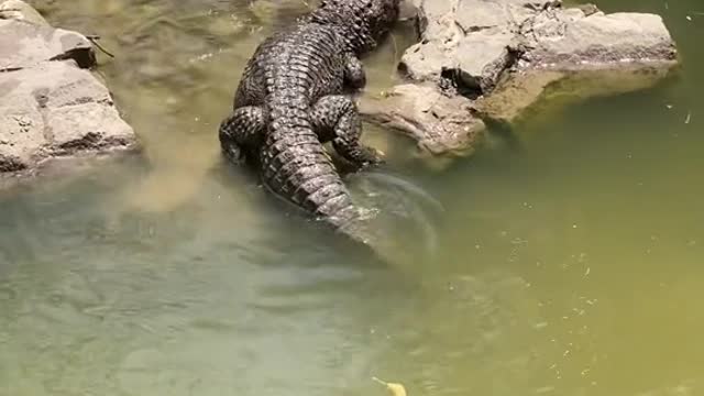 alligators