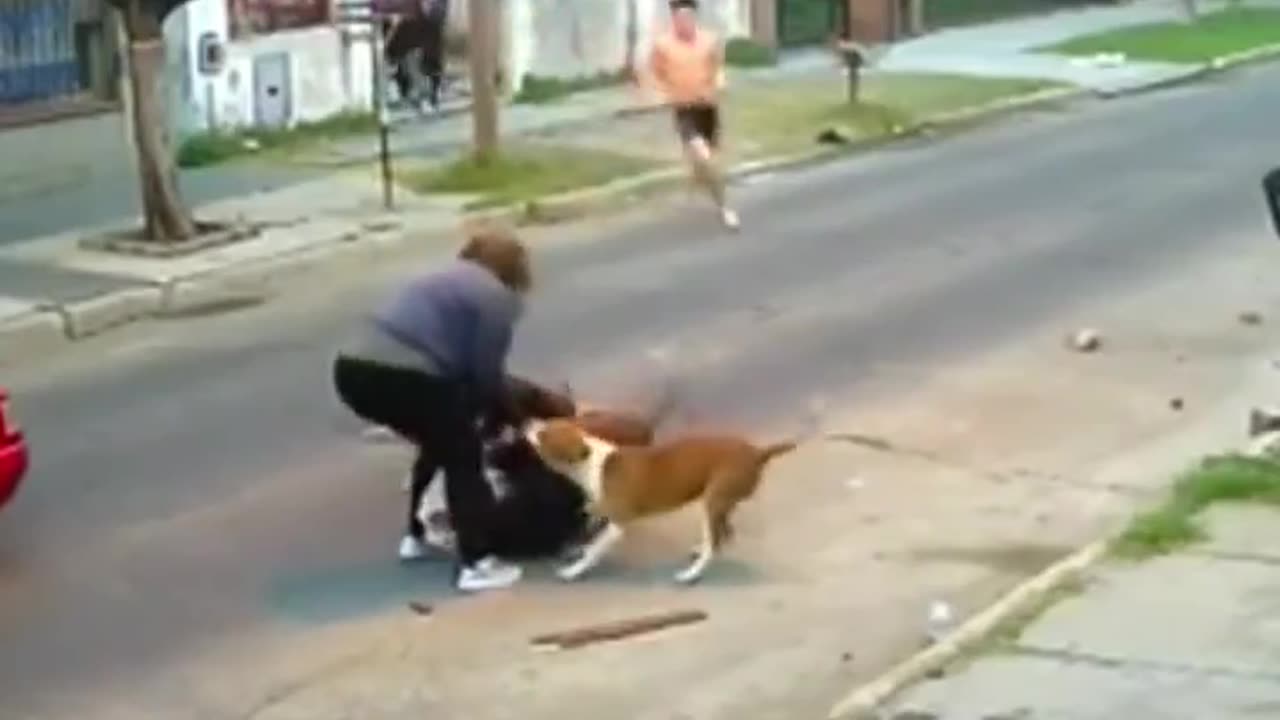 Woman is attacked by a group of dogs until good samaritans beat them