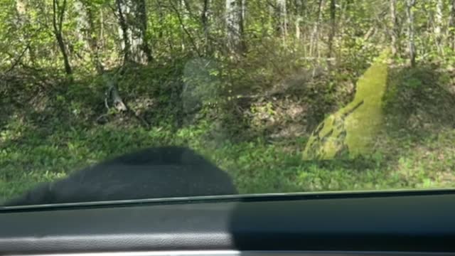 Curious Black Bear Bites Rearview Mirror