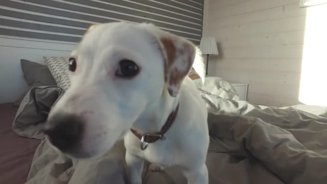 Curious puppy Jack Russell and beautiful woman sleeping on bed