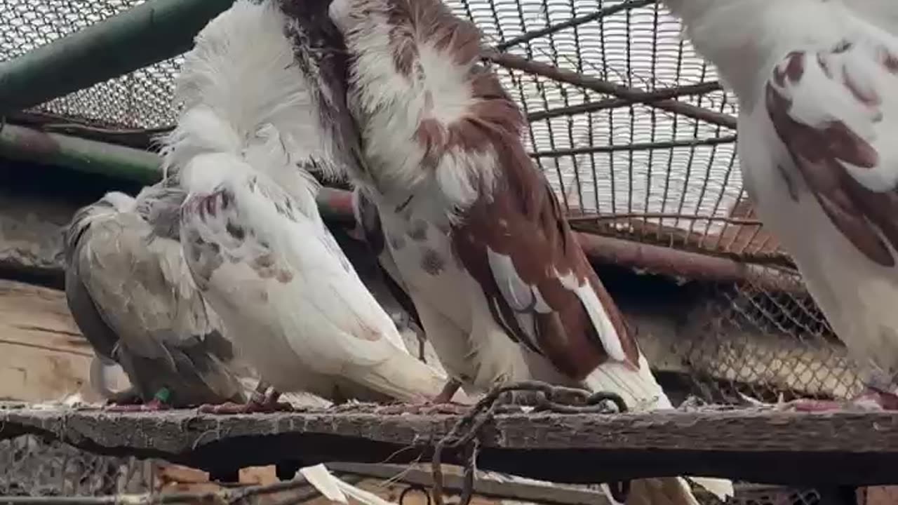 Jacobin Pigeon #pigeon #animal #shorts # TikTok