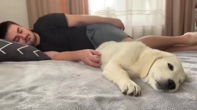 Golden Retriever Puppy Wakes Up Owner [Cutest Alarm Clock Ever]