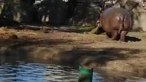 A hippopotamus emerges from the water at the request of a person