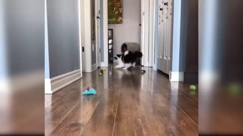 cute cat