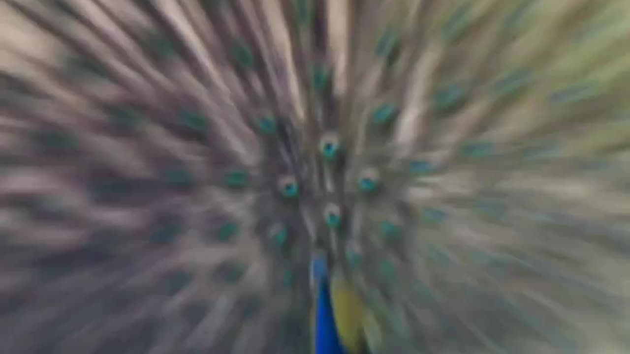 Do you know which is our #national #bird of India? Check out the video #peacock #india
