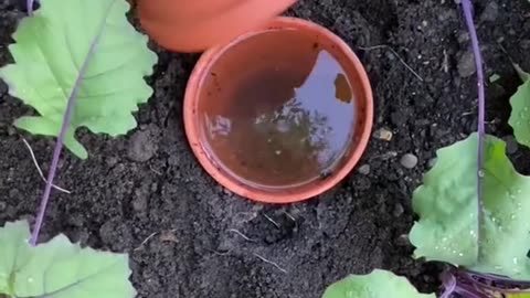 water your plants the easy way