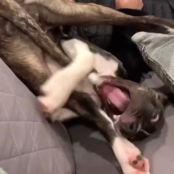 Happy dog playing on his tail beside owner.mp4