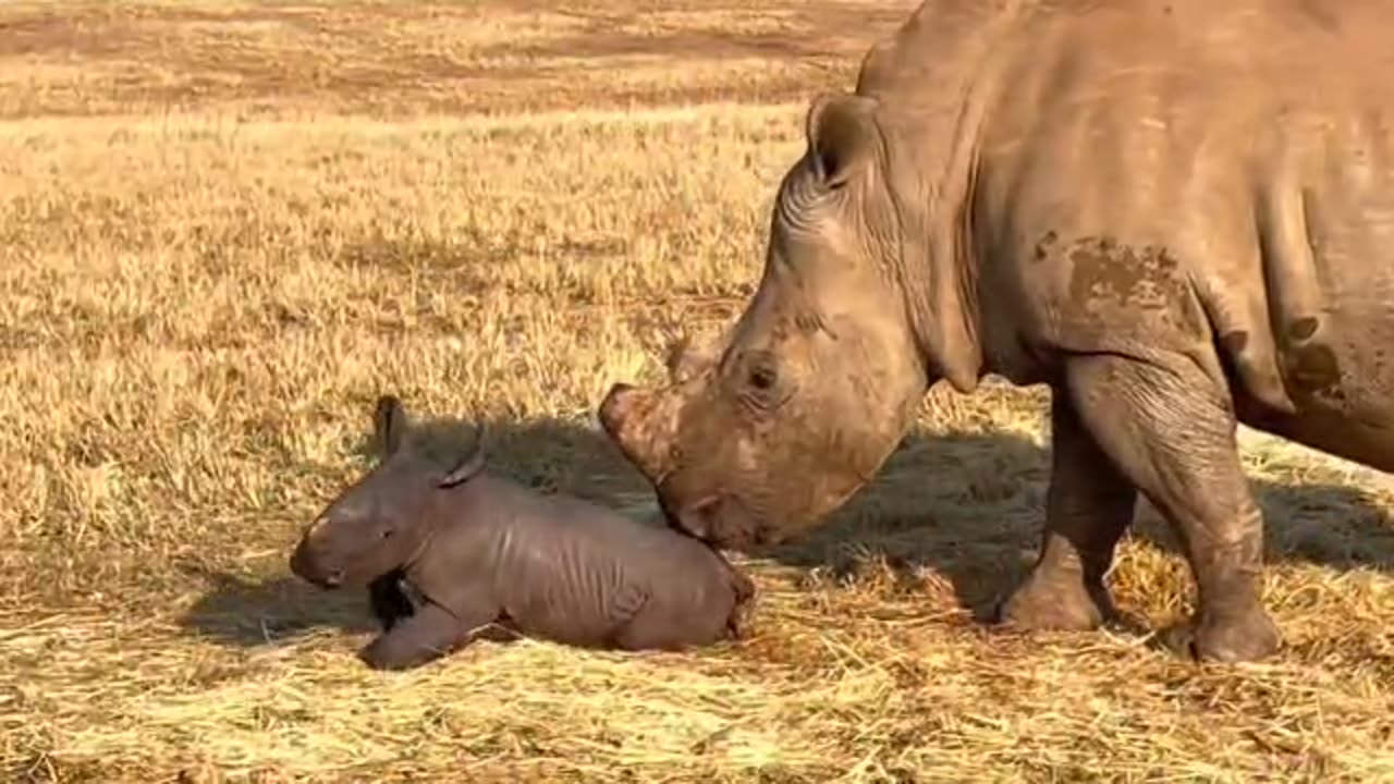 Incredible birth a baby