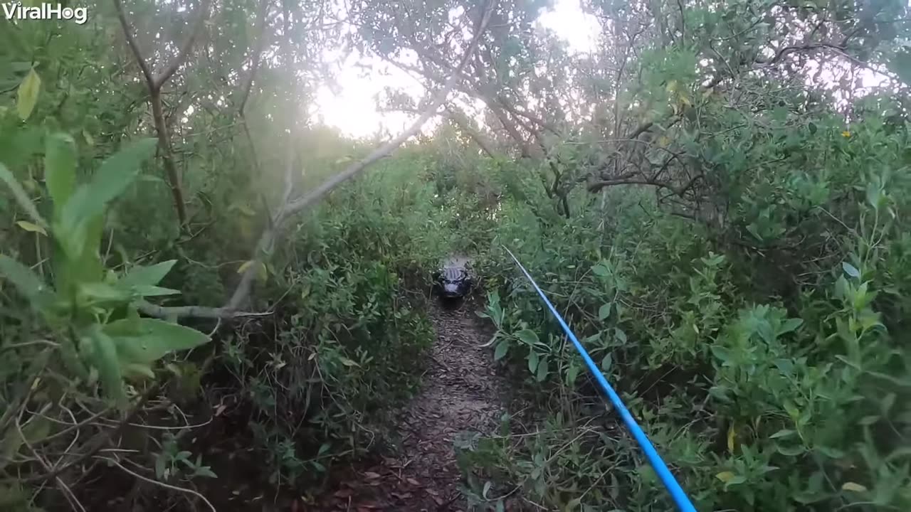 Watch- Giant Alligator Chases Florida Man During Tarpon Fishing