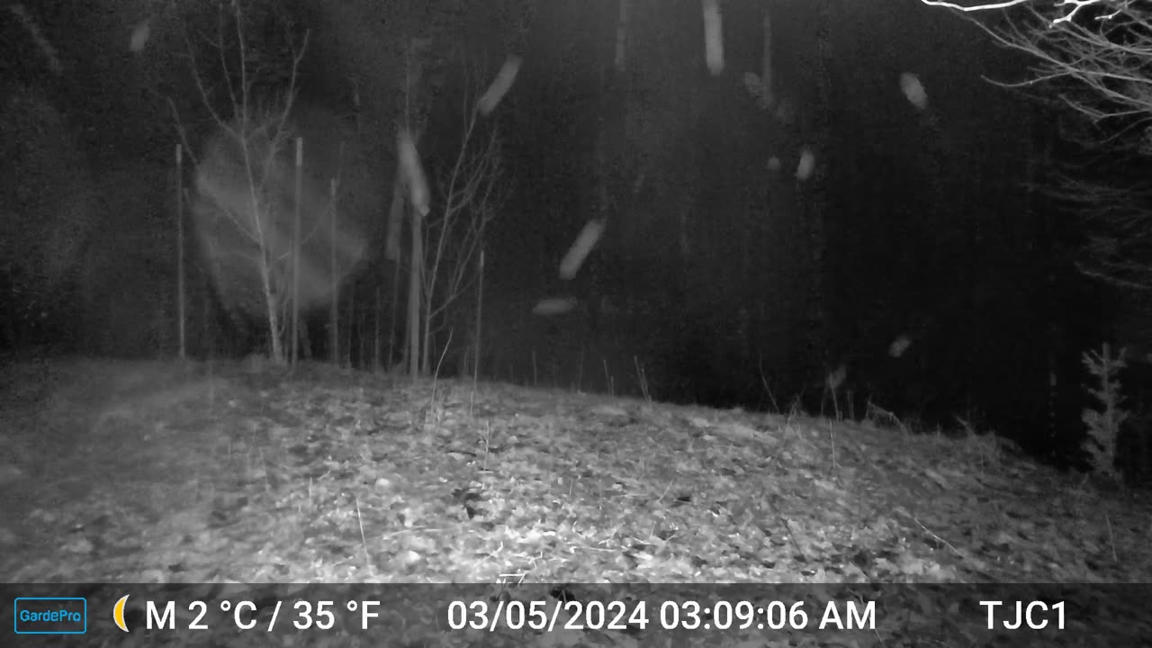Opossum in the Rain